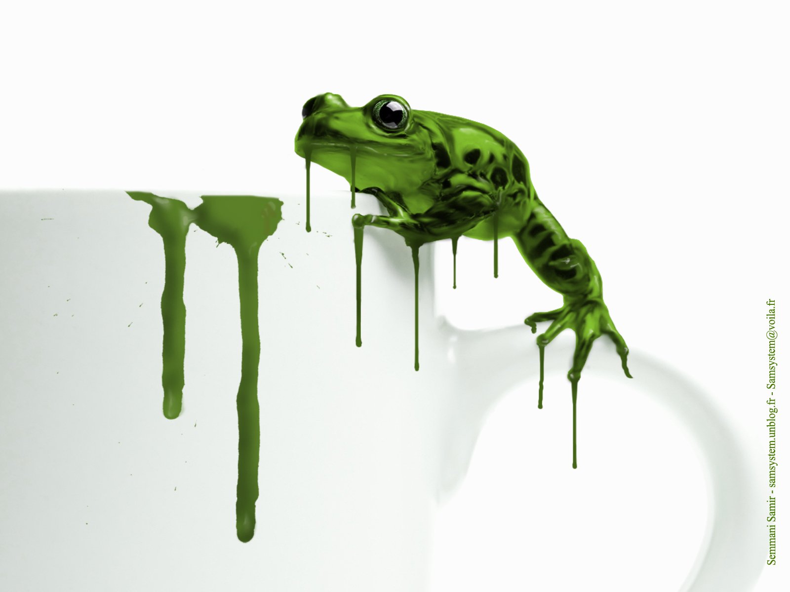 Animal Frog Wallpaper