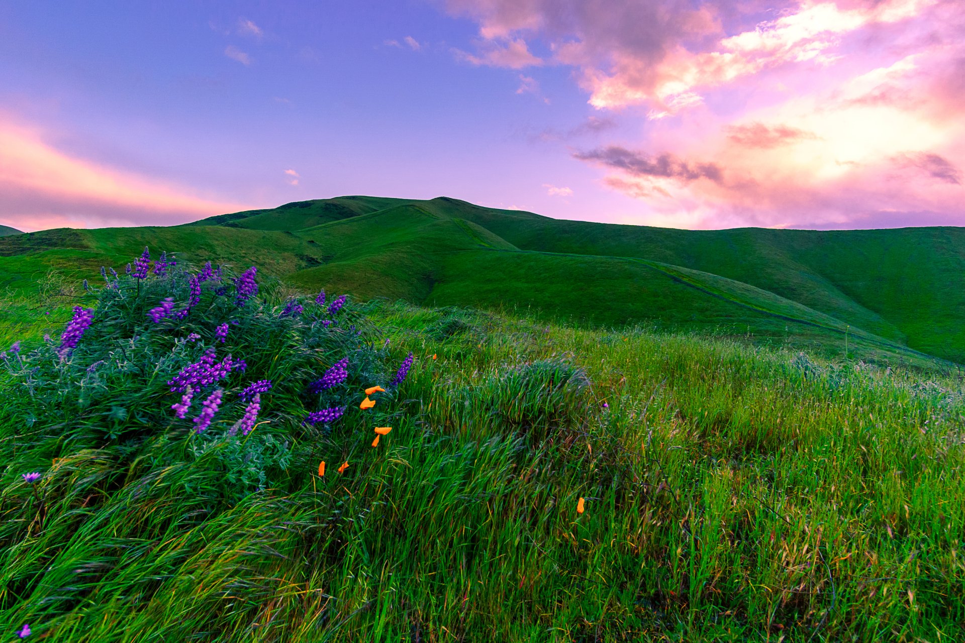 Download Purple Flower Flower Grass Nature Meadow 4k Ultra Hd Wallpaper