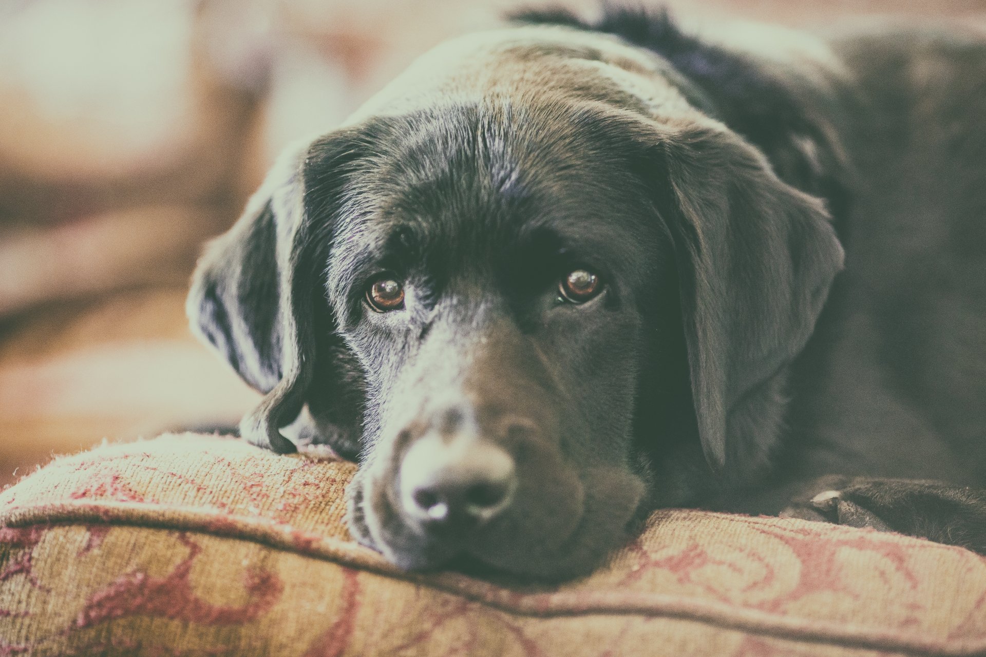 Close-up of a black Labrador Retriever's muzzle and stare, resting on a patterned cushion — 5K Ultra HD desktop wallpaper of a cute black dog.