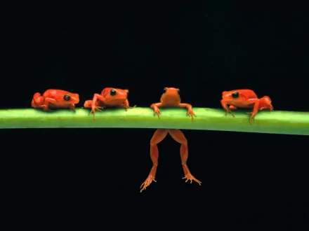 A vibrant HD desktop wallpaper featuring a line of bright red frogs on a green branch against a dark background, showcasing their unique colors and playful stance.