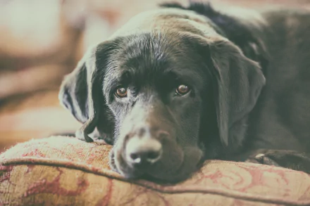 Close-up of a black Labrador Retriever's muzzle and stare, resting on a patterned cushion — 5K Ultra HD desktop wallpaper of a cute black dog.