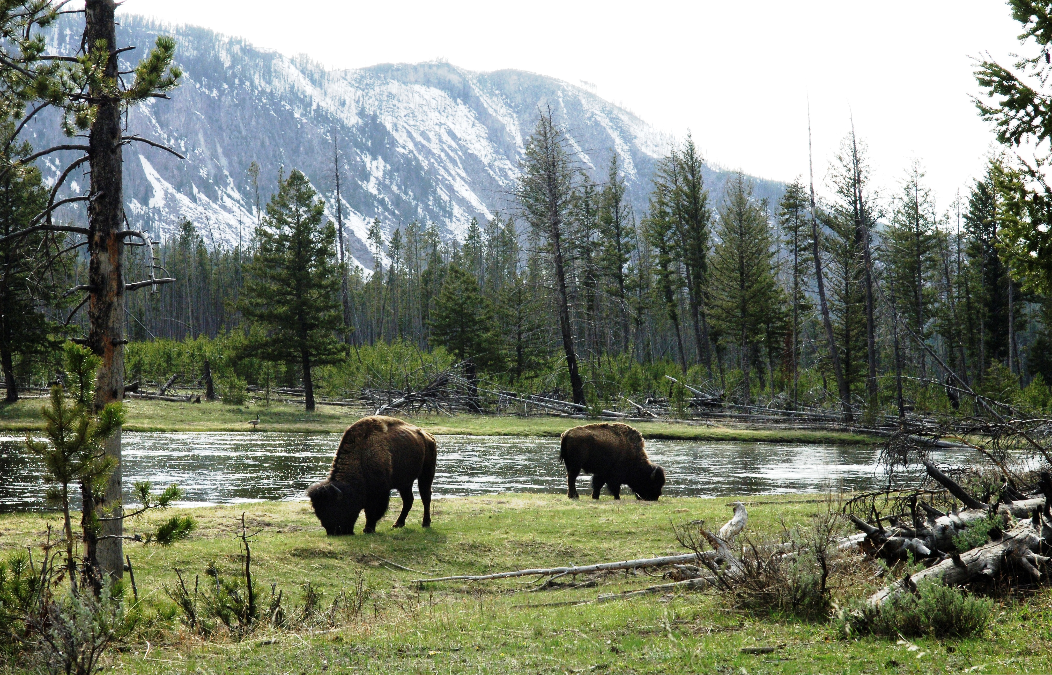 Download Animal American Bison 4k Ultra HD Wallpaper