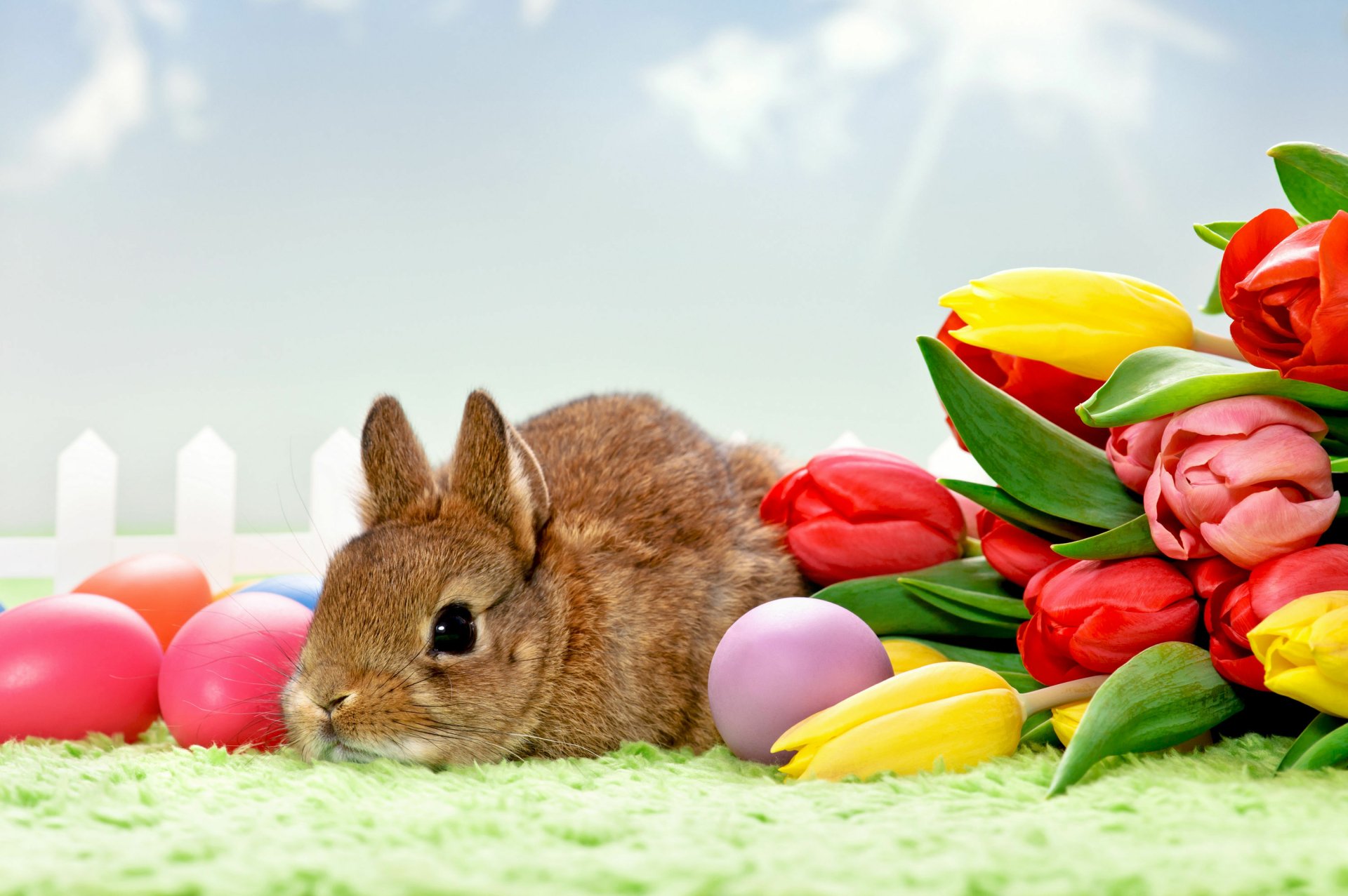 Easter Bunny Fondo de pantalla HD | Fondo de Escritorio | 3000x1996 ...