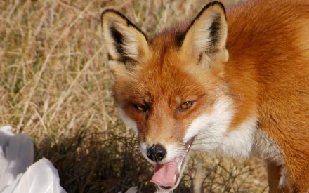Close-up of a red fox panting in dry grass, vibrant 2K Quad HD PC desktop wallpaper showing sharp orange fur and alert, golden-brown eyes.