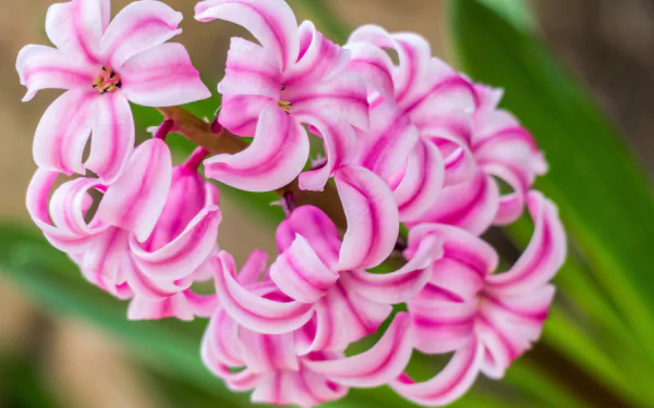 pink flower nature flower hyacinth HD Desktop Wallpaper | Background Image