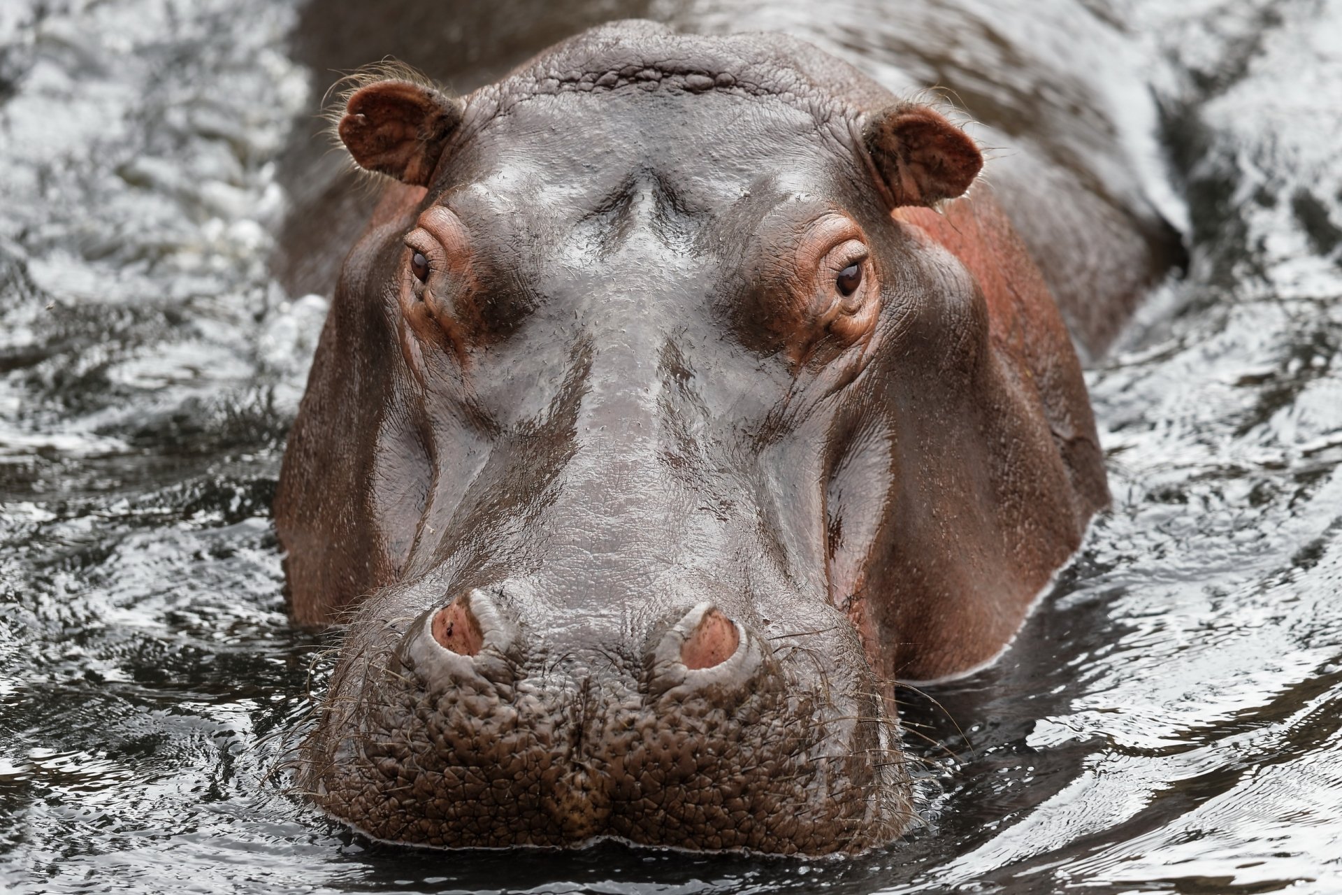 Download Stare Animal Hippo HD Wallpaper