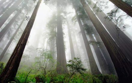 nature tree redwood forest fog HD Desktop Wallpaper | Background Image