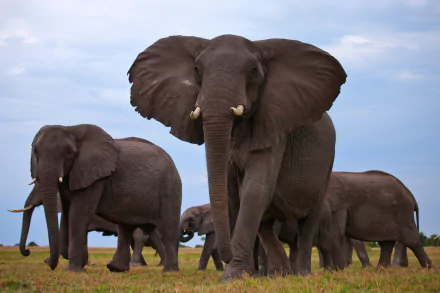  Beautiful Elephants