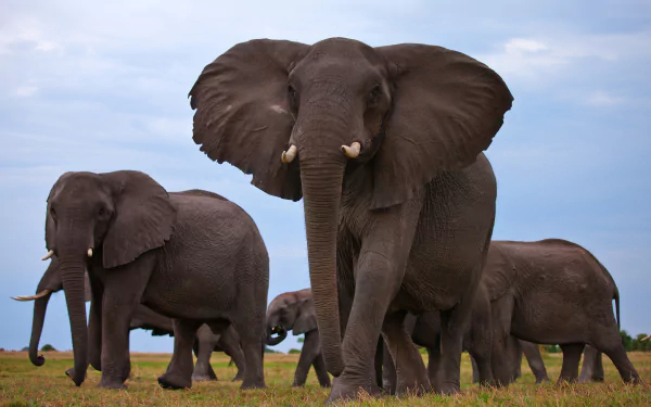Animal herd of African bush elephants on open grassland under a blue sky — 2K Quad HD PC desktop wallpaper background.