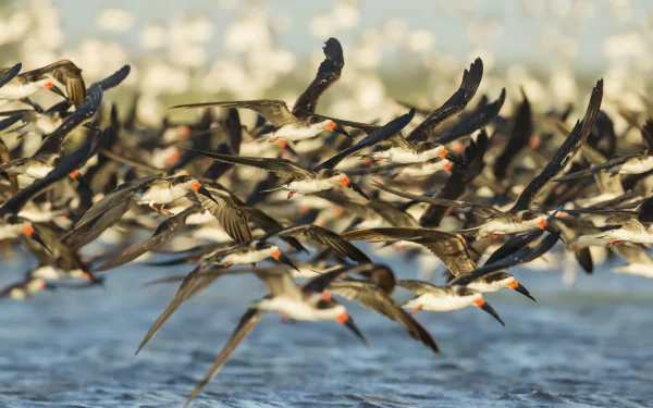 flock of birds Animal bird HD Desktop Wallpaper | Background Image