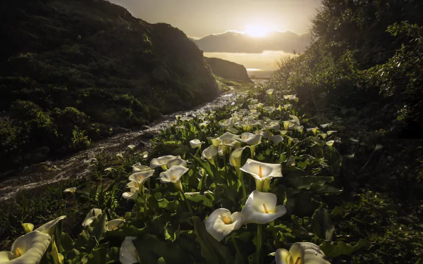 nature sunset white flower flower calla lily HD Desktop Wallpaper | Background Image