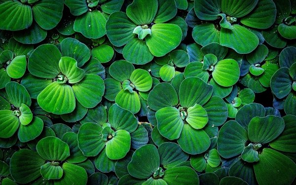 Nature Leaf Close-Up Green Plant HD Wallpaper | Background Image
