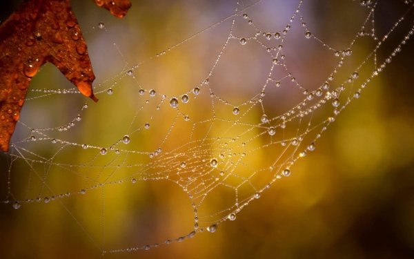 Photography Spider Web Macro Water Drop HD Wallpaper | Background Image