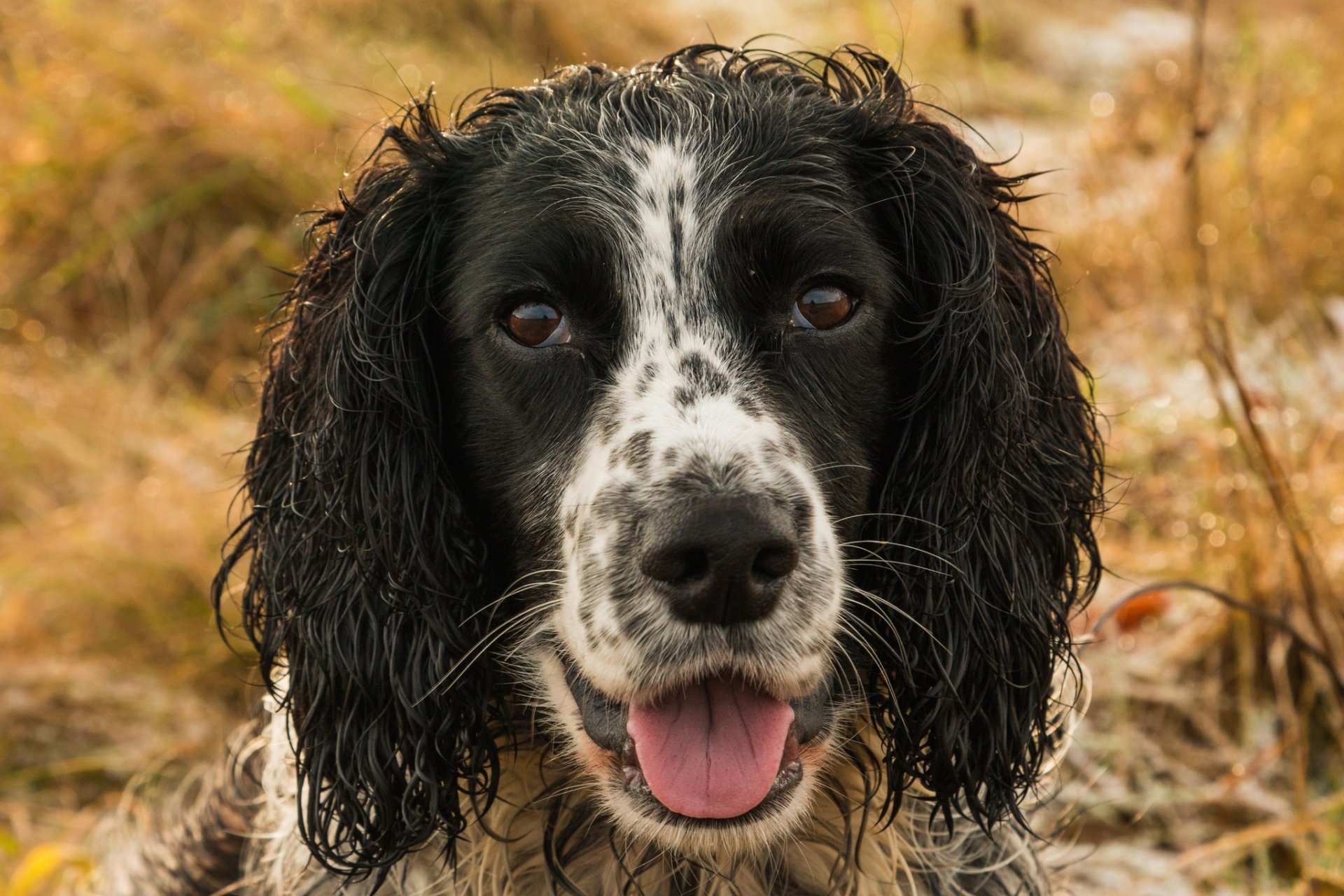 Animal Cocker Spaniel HD Wallpaper