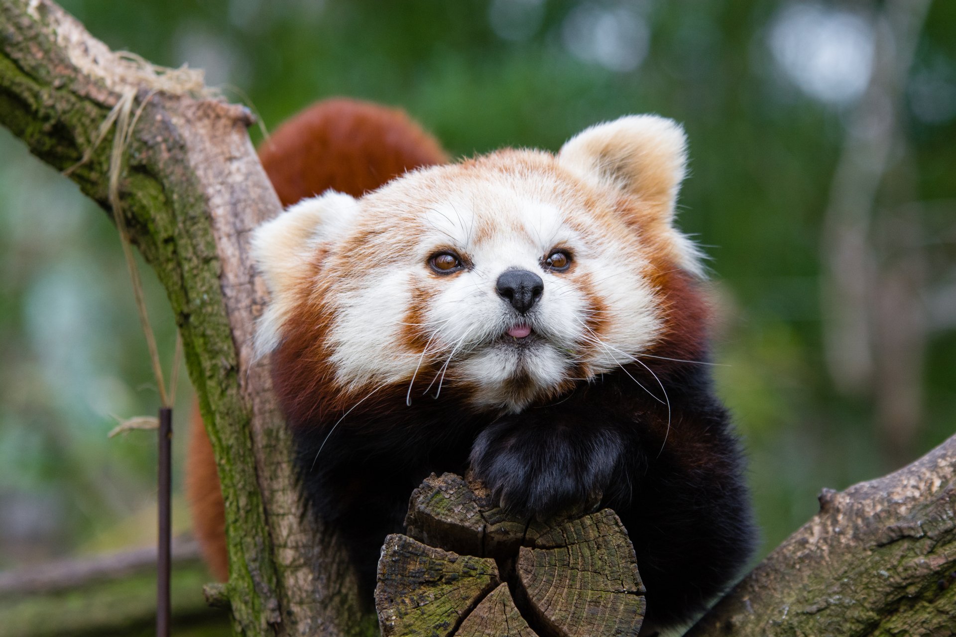 Download Zoo Animal Red Panda 4k Ultra HD Wallpaper