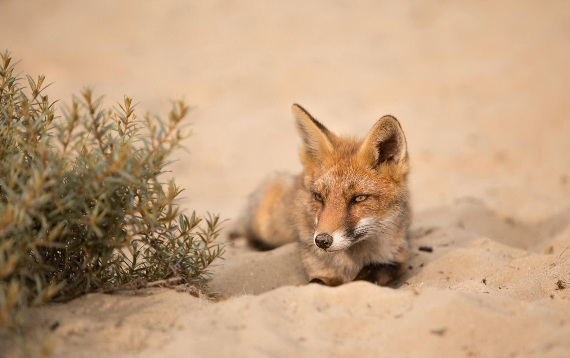 HD desktop wallpaper of a fox resting on sandy ground near a small bush, showcasing natural animal behavior in a desert-like environment.
