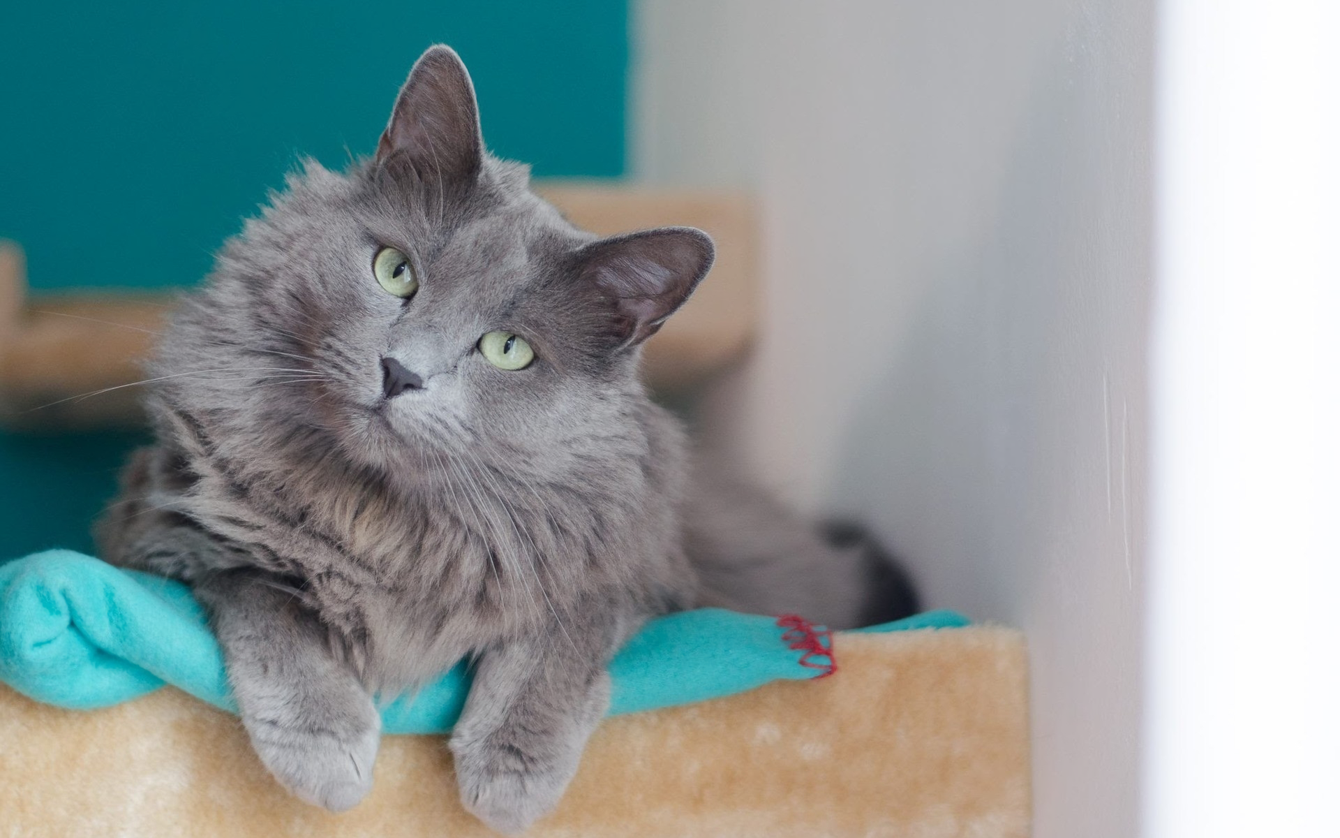 HD desktop wallpaper featuring a gray cat with green eyes lounging comfortably against a blurred background.