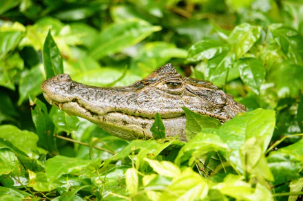  A Caiman among the leaves in Tortuguero, Costa Rica