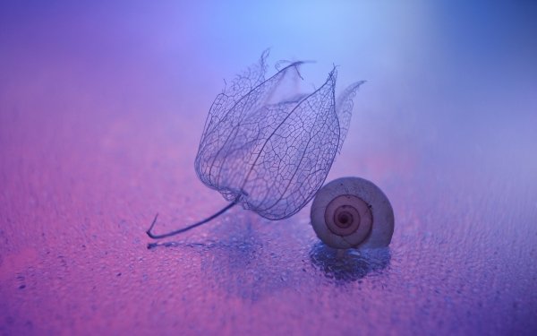 Photography Macro Snail Purple Light Mood HD Wallpaper | Background Image