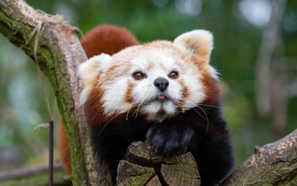 zoo Animal red panda HD Desktop Wallpaper | Background Image