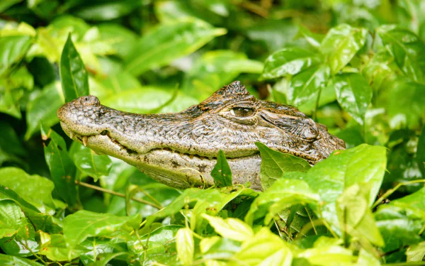  A Caiman among the leaves in Tortuguero, Costa Rica