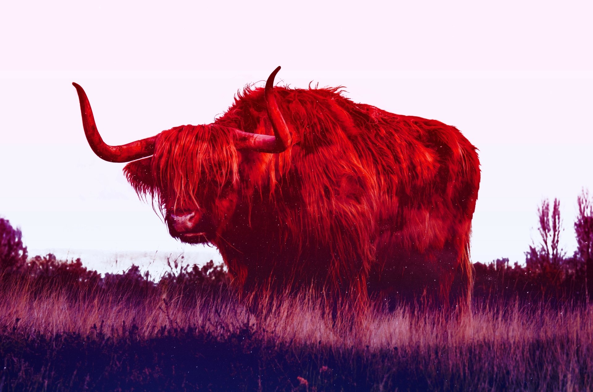 Highland Cow - Desktop Wallpapers, Phone Wallpaper, PFP, Gifs, and More!