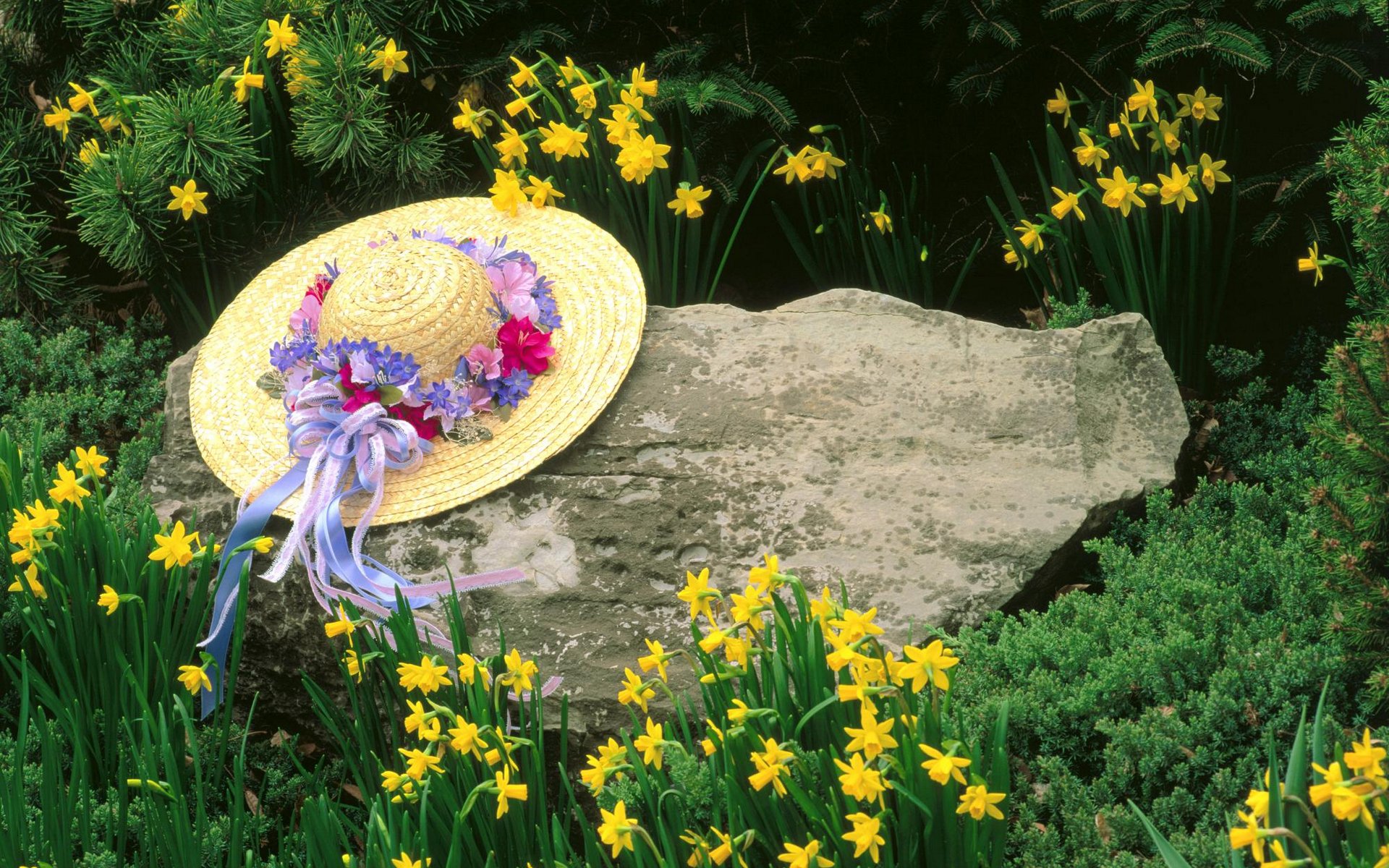 Spring Serenity: Daffodils and a Floral Hat in the Forest – HD ...