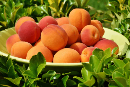  Apricots in a Bowl