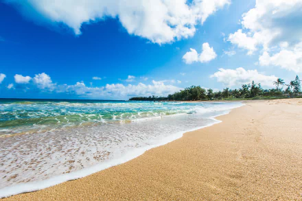 4K Ultra HD wallpaper of a sandy beach in Kauai, Hawaii, featuring a tropical palm tree-lined horizon and the vibrant blue ocean under a partly cloudy sky.
