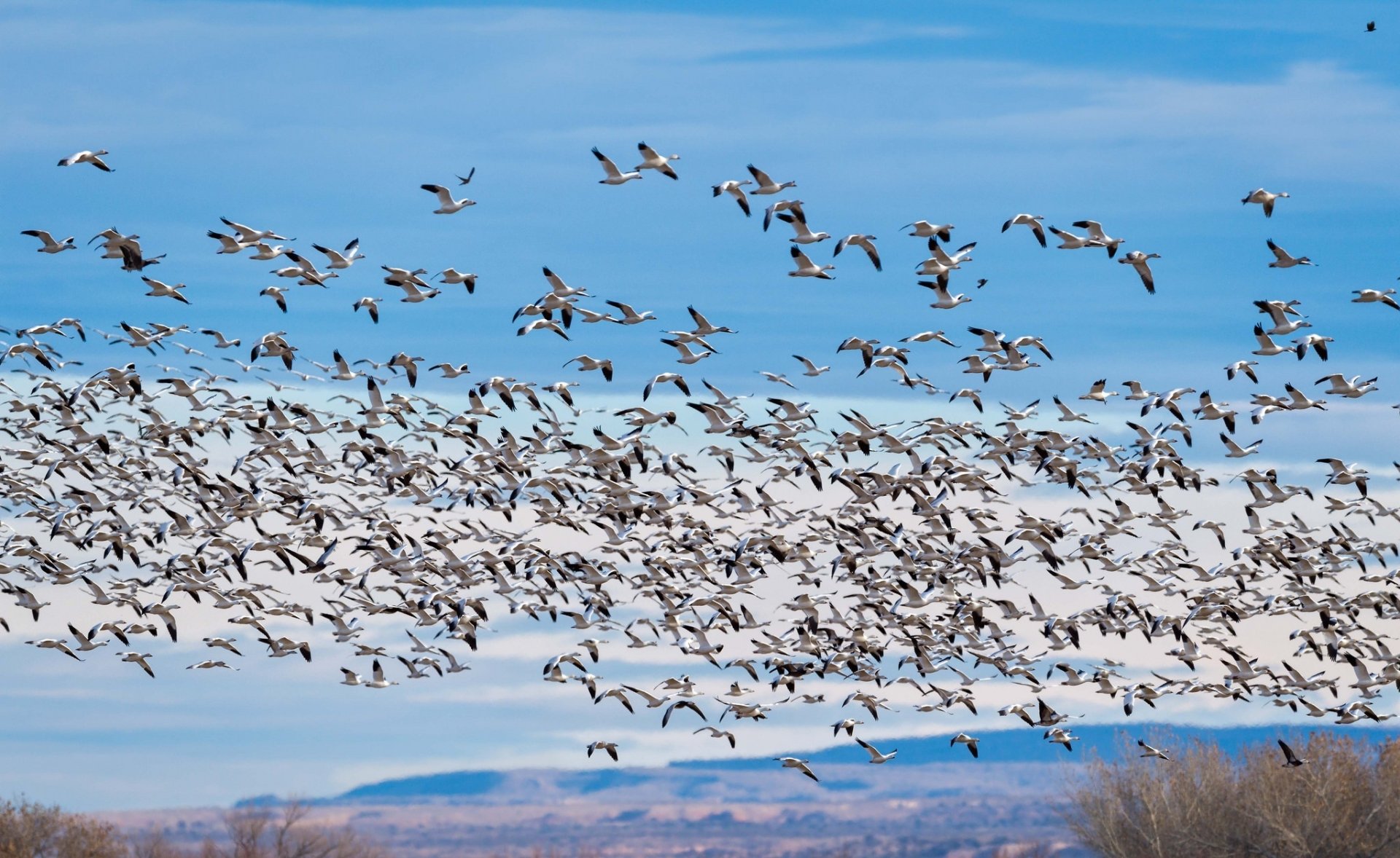 HD PC desktop wallpaper background showing a large flock of geese (birds) flying over fields beneath a blue sky — an animal migration scene.