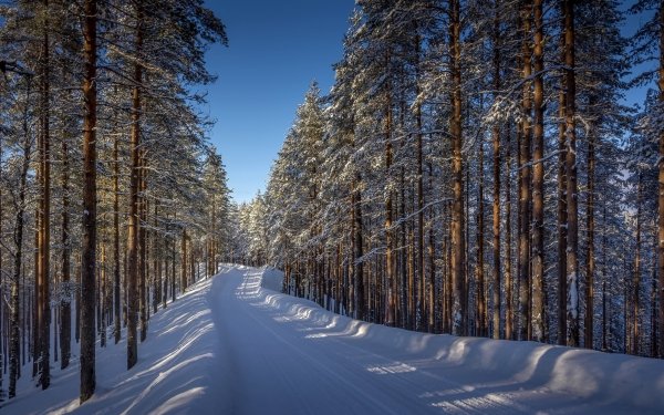 Earth Winter Nature Forest Snow Tree Path HD Wallpaper | Background Image