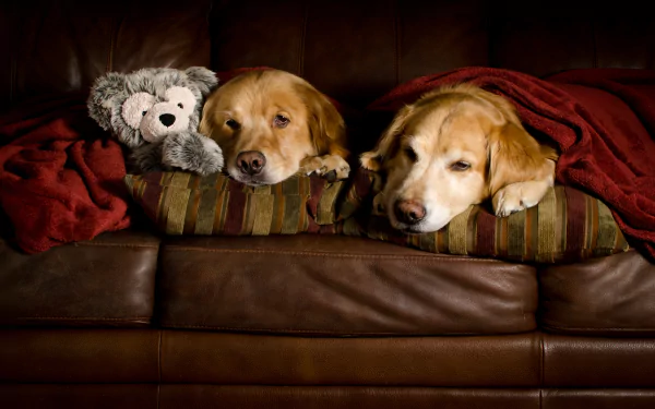 Two golden retrievers and a stuffed animal rest on a couch, covered with a red blanket. The cozy, high-definition image is a warm and inviting desktop wallpaper or background.