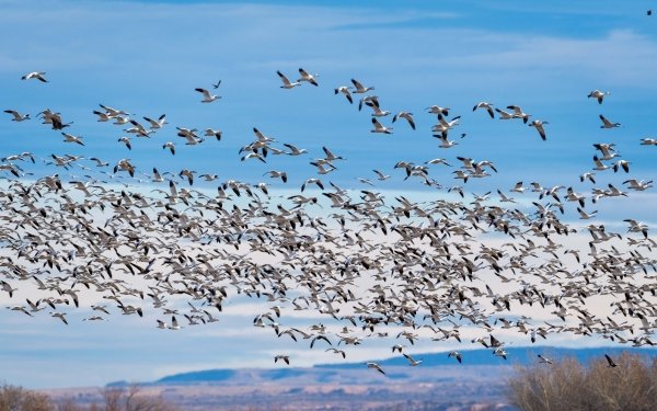 Animal Goose Birds Geese Bird Flock Of Birds HD Wallpaper | Background Image