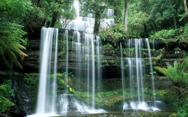 A stunning HD wallpaper featuring lush green ferns and trees surrounding a serene waterfall in Tasmania, capturing the beauty of nature and flowing water.