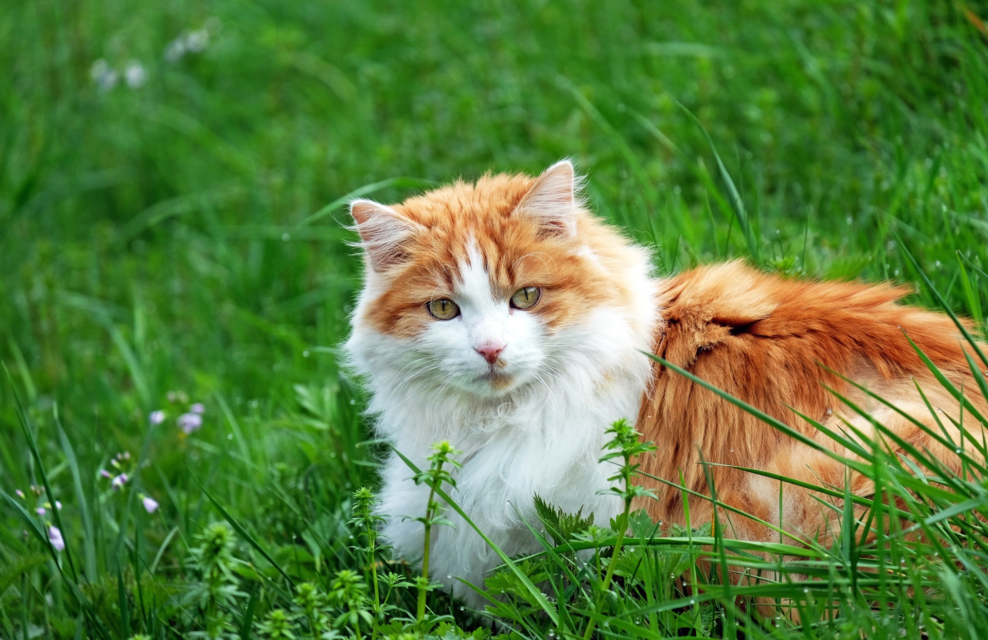 Ginger and White Cat in the Grass by Couleur