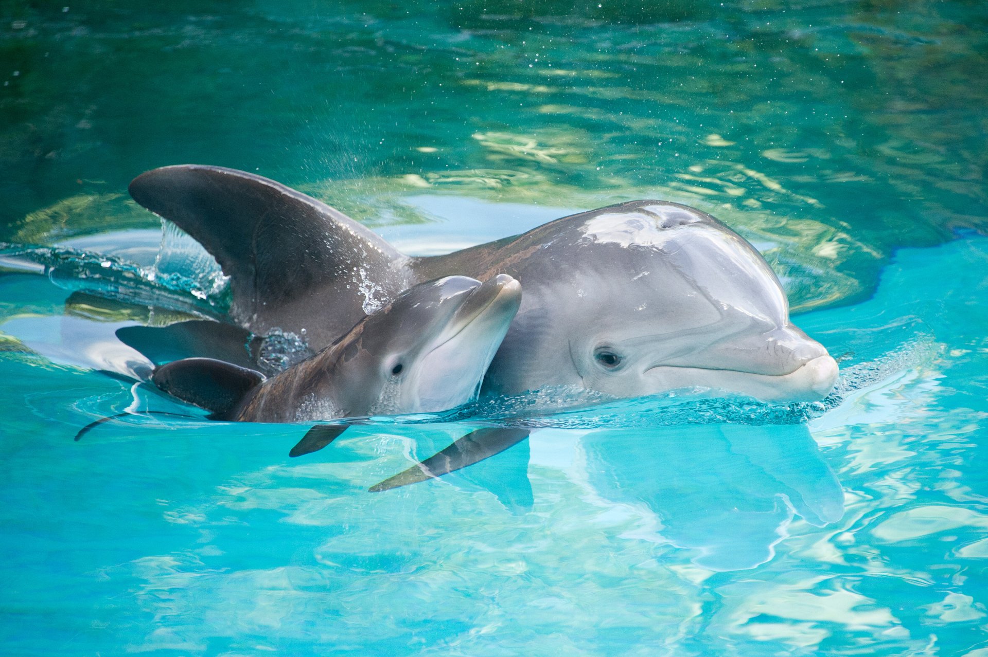 HD desktop wallpaper featuring a baby dolphin nestled lovingly against an adult dolphin in crystal-clear blue water.