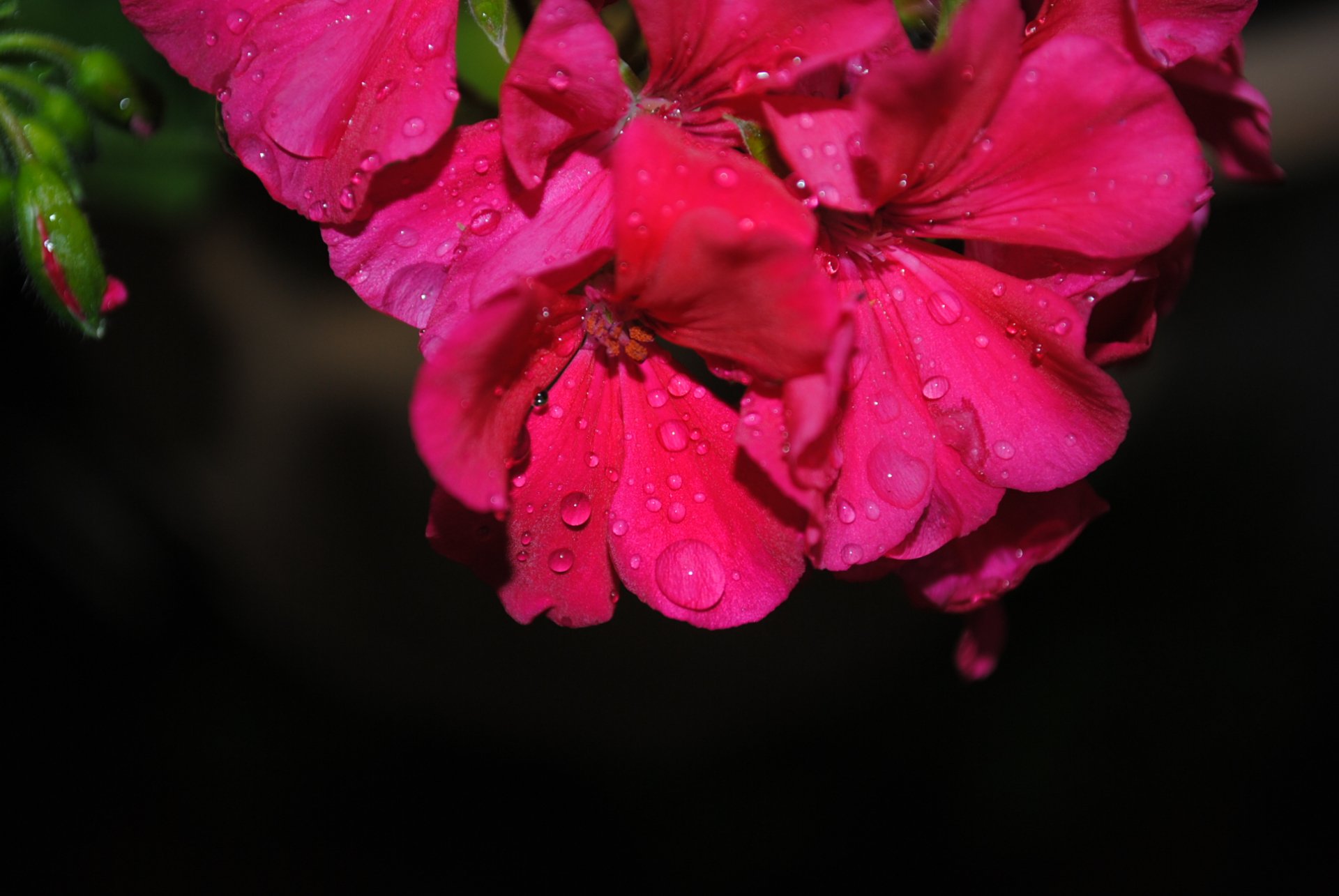A vibrant pink flower adorned with droplets, set against a dark background, making it an exquisite nature-themed HD desktop wallpaper.