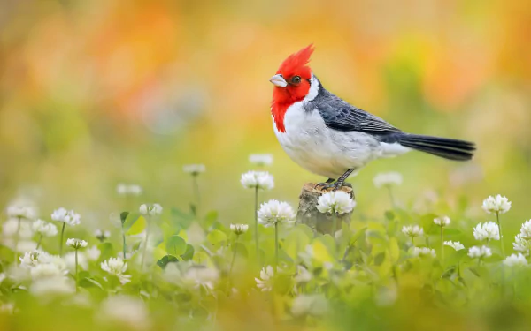 A vibrant red-crested cardinal perched on a flower bud amid a field of clover, captured in sharp detail for an HD PC desktop wallpaper background.