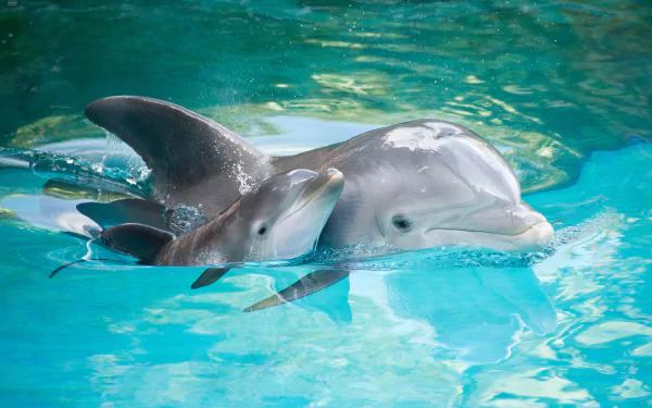HD desktop wallpaper featuring a baby dolphin nestled lovingly against an adult dolphin in crystal-clear blue water.