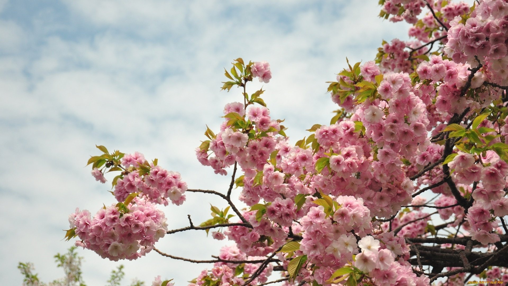 Pink Blossoms