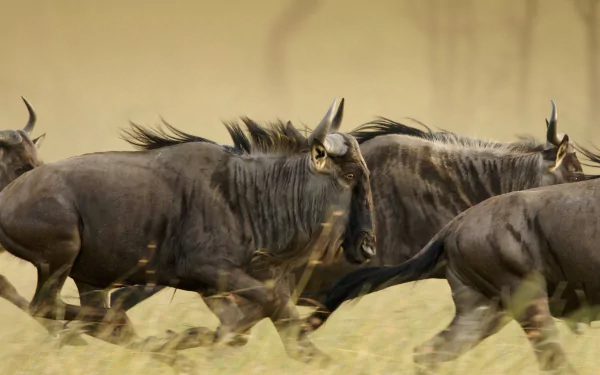 HD PC desktop wallpaper showing a close-up of a herd of wildebeests running through tall dry grass, capturing the dynamic motion of these wild animals.
