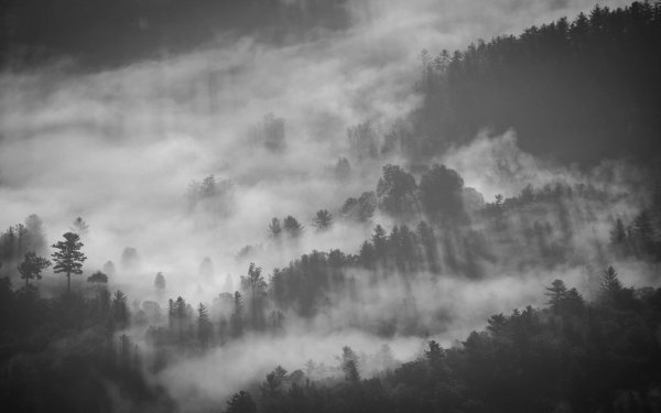 Earth Fog Nature Forest Black & White Aerial HD Wallpaper | Background Image