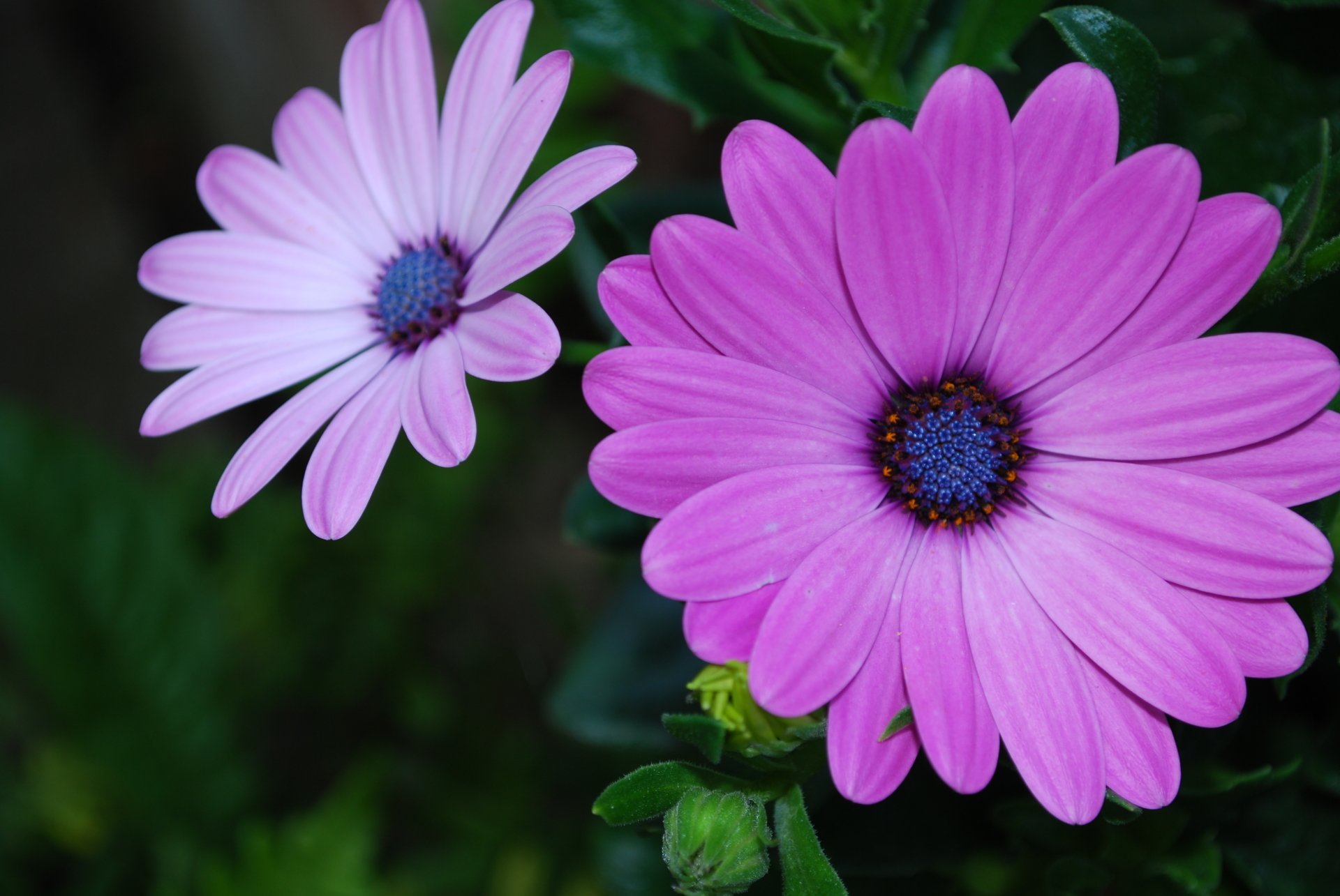 African daisies 4k ultra fond d cran hd arri re plan 3872x2592