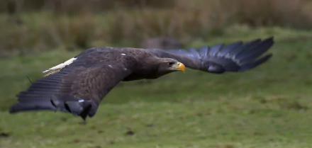 bird of prey bird eagle Animal white-tailed eagle HD Desktop Wallpaper | Background Image
