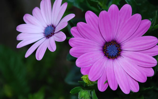 Download Purple Flower Spring Daisy Nature African Daisy HD Wallpaper