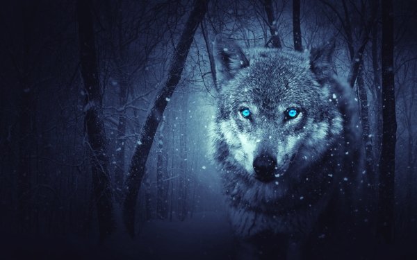 Fantasy Wolf Fantasy Animals Blue Eyes Forest Snowfall HD Wallpaper | Background Image
