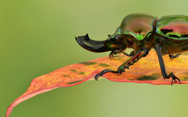  Rainbow Stag Beetle, (Phalacrognathus muelleri)