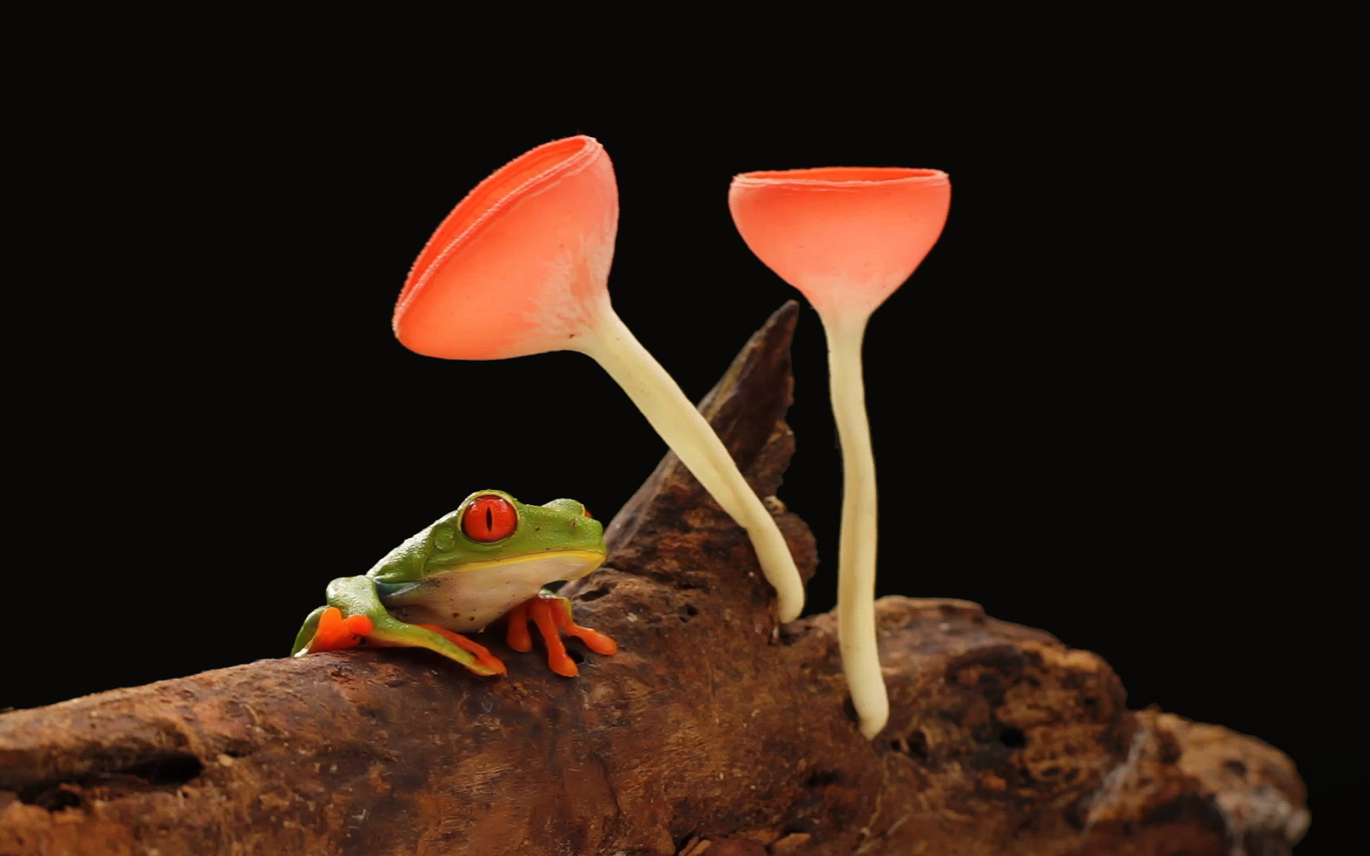 Frog and Mushrooms HD Wallpaper | Background Image | 1920x1200