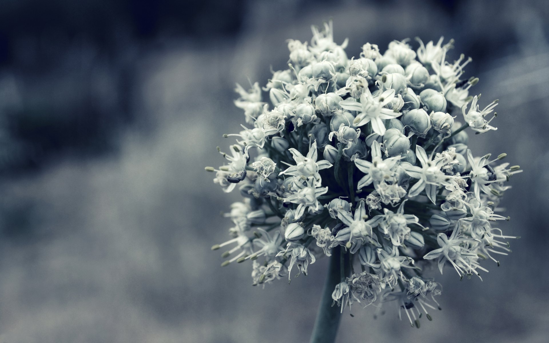 Close-up HD desktop wallpaper of a delicate cluster of small white flowers on a plant, highlighting natural details with a soft, muted background.