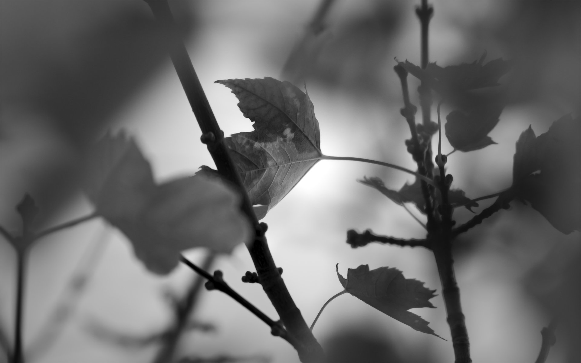 Black and white photography of leaves on branches, captured in high definition, creating a moody and artistic PC desktop wallpaper.